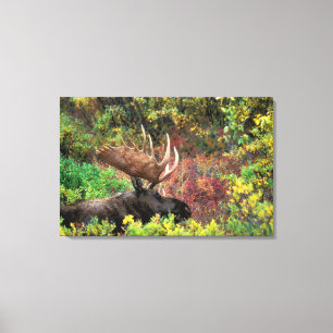 USA, Alaska, Denali National Park, Bull Moose Canvas Print