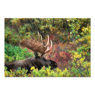 USA, Alaska, Denali National Park, Bull Moose Photo Print