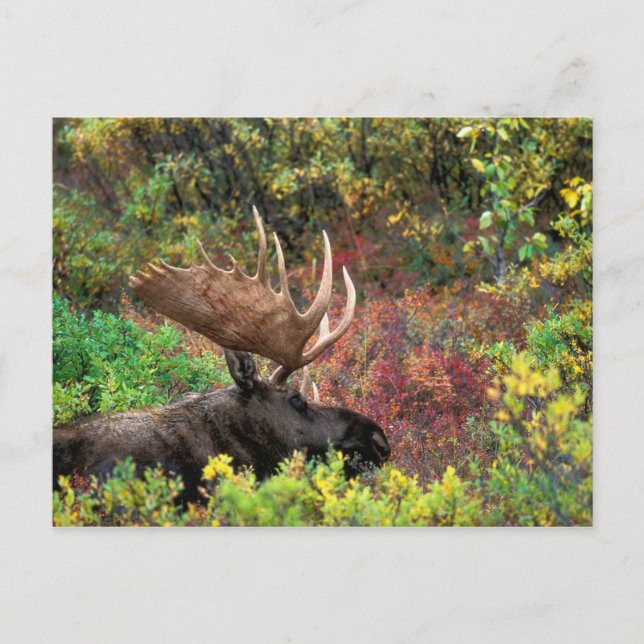 USA, Alaska, Denali National Park, Bull Moose Postcard (Front)