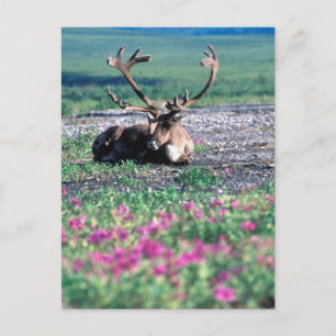 USA, Alaska, Denali National Park, Caribou Postcard