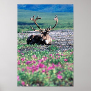 USA, Alaska, Denali National Park, Caribou Poster