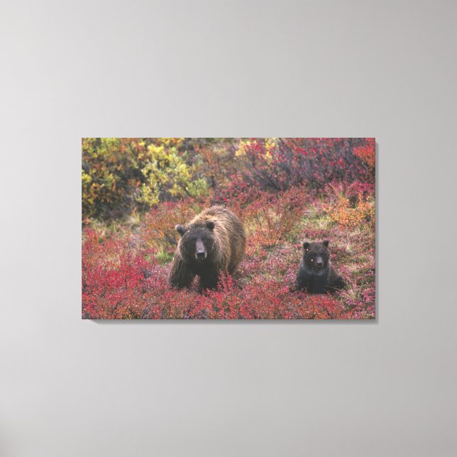 USA, Alaska, Denali National Park. Grizzly bear Canvas Print (Front)