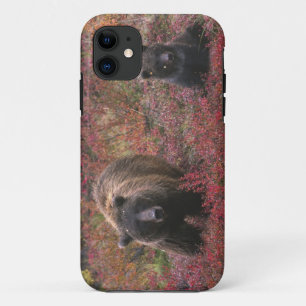 USA, Alaska, Denali National Park. Grizzly bear iPhone 11 Case