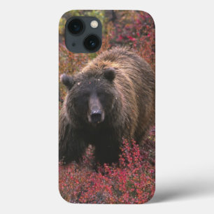 USA, Alaska, Denali National Park. Grizzly bear iPhone 13 Case