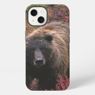 USA, Alaska, Denali National Park. Grizzly bear iPhone 13 Case