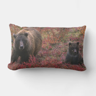 USA, Alaska, Denali National Park. Grizzly bear Lumbar Cushion