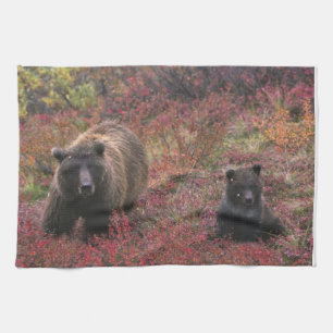 USA, Alaska, Denali National Park. Grizzly bear Tea Towel