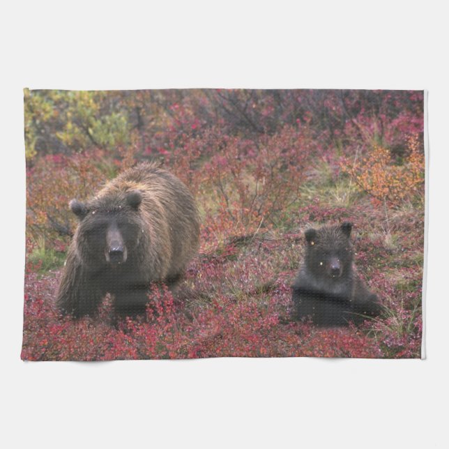 USA, Alaska, Denali National Park. Grizzly bear Tea Towel (Horizontal)