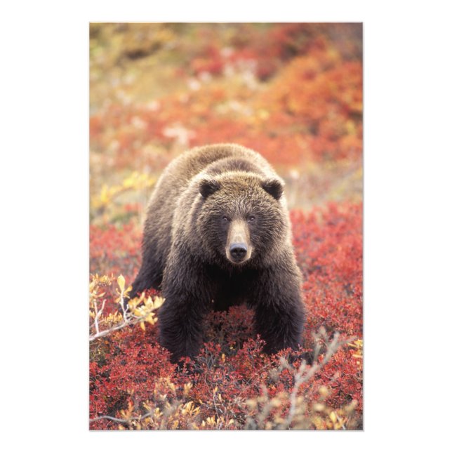 USA, Alaska, Denali NP, female Grizzly Bear Photo Print (Front)