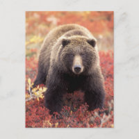 USA, Alaska, Denali NP, female Grizzly Bear
