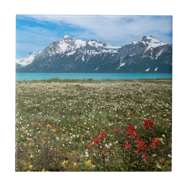 USA, Alaska, Glacier Bay National Park 2 Tile (Front)