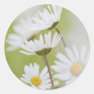 USA, Alaska, Glacier Bay National Park Classic Round Sticker