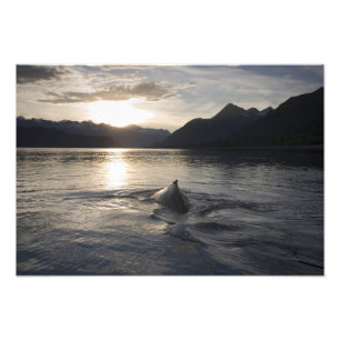 USA, Alaska, Glacier Bay National Park, Photo Print