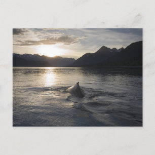 USA, Alaska, Glacier Bay National Park, Postcard