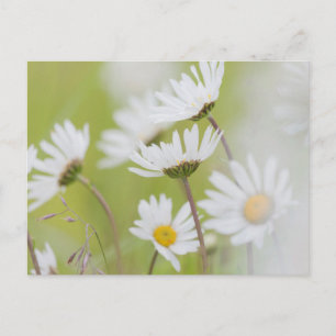 USA, Alaska, Glacier Bay National Park Postcard