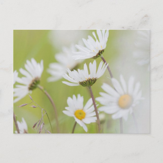 USA, Alaska, Glacier Bay National Park Postcard (Front)