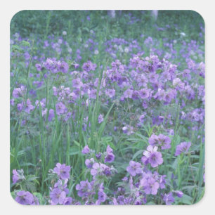 USA, Alaska, Hillberg Lake Wilderness Wild Square Sticker
