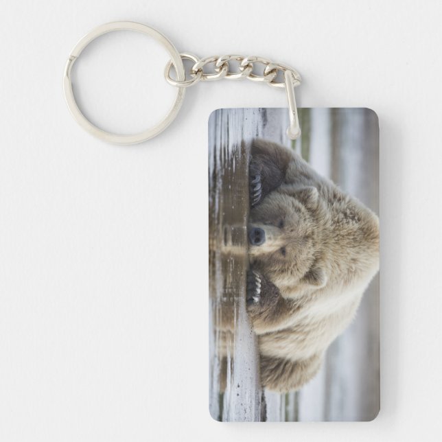 USA, Alaska, Katmai National Park, Brown Bear Key Ring (Front)