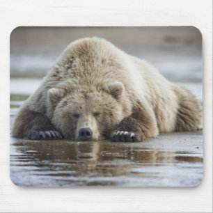USA, Alaska, Katmai National Park, Brown Bear Mouse Pad