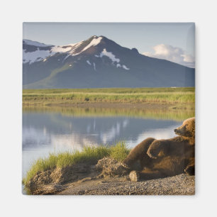 USA, Alaska, Katmai National Park, Brown Bears Magnet