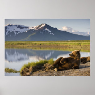 USA, Alaska, Katmai National Park, Brown Bears Poster