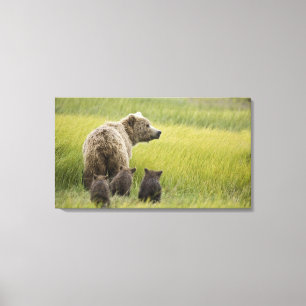 USA, Alaska, Lake Clark National Park. Grizzly Canvas Print