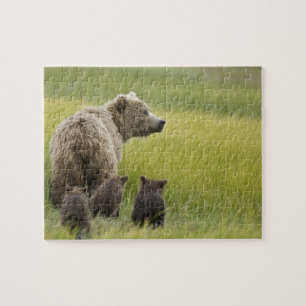 USA, Alaska, Lake Clark National Park. Grizzly Jigsaw Puzzle