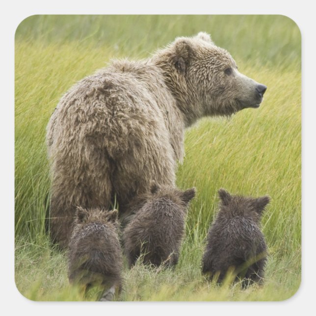 USA, Alaska, Lake Clark National Park. Grizzly Square Sticker (Front)