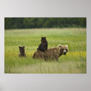USA, Alaska, Lake Clark National Park Poster