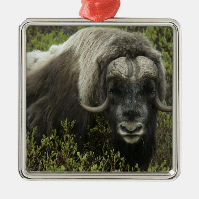 USA, Alaska, Nome. Close-up of musk ox Metal Tree Decoration (Front)