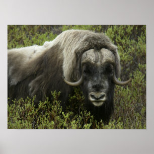 USA, Alaska, Nome. Close-up of musk ox Poster