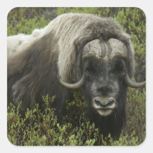 USA, Alaska, Nome. Close-up of musk ox Square Sticker