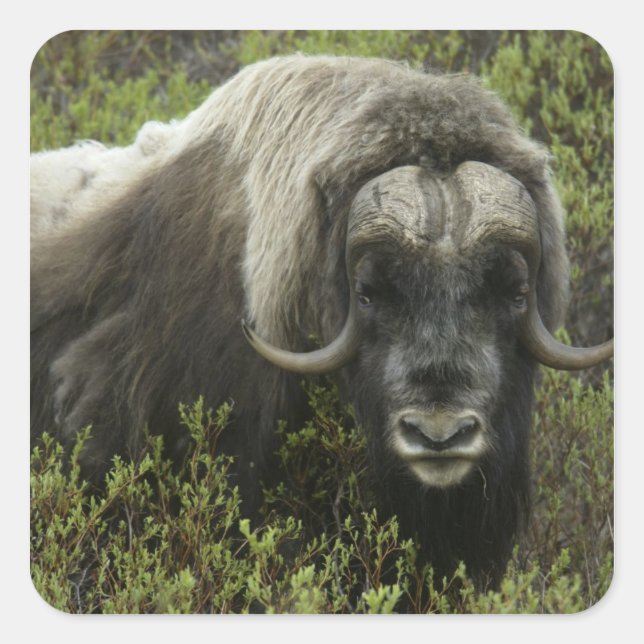 USA, Alaska, Nome. Close-up of musk ox Square Sticker (Front)