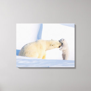 USA, Alaska, North Slope   Polar Bears Canvas Print