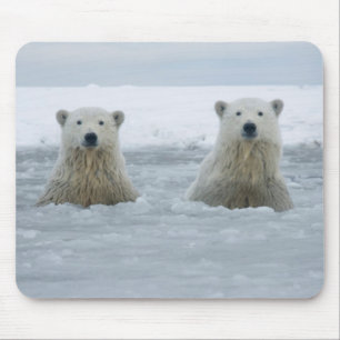 USA, Alaska, North Slope, Polar Bears Mouse Pad