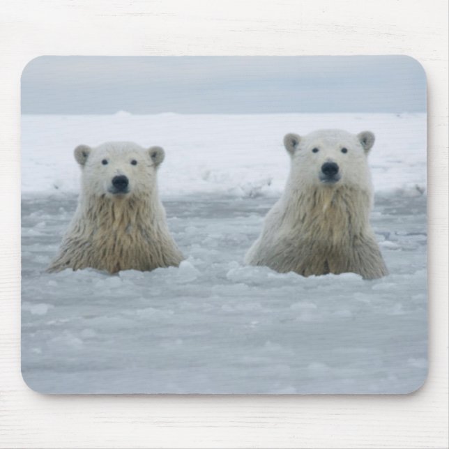 USA, Alaska, North Slope, Polar Bears Mouse Pad (Front)