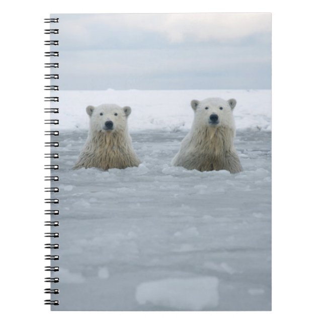 USA, Alaska, North Slope, Polar Bears Notebook (Front)