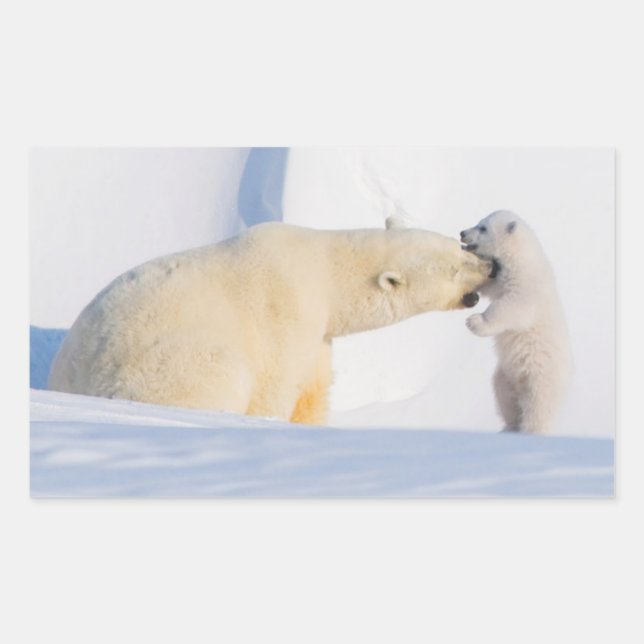 USA, Alaska, North Slope | Polar Bears Rectangular Sticker (Front)