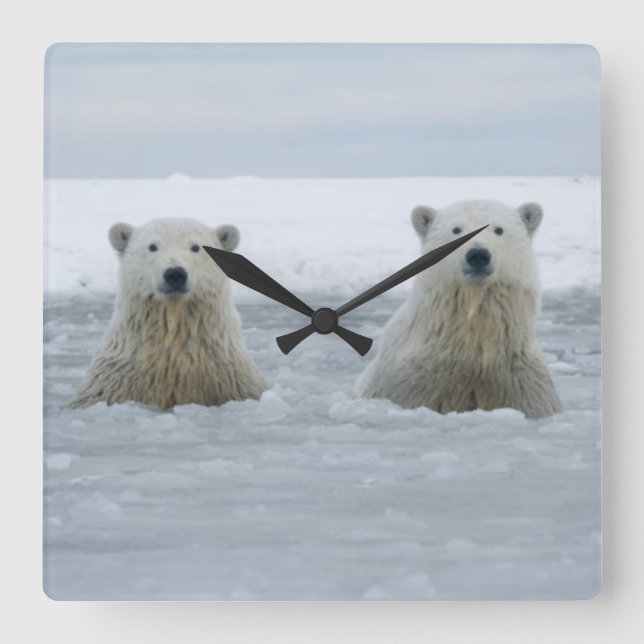 USA, Alaska, North Slope, Polar Bears Square Wall Clock (Front)