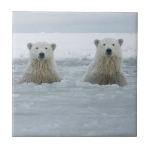 USA, Alaska, North Slope, Polar Bears Tile