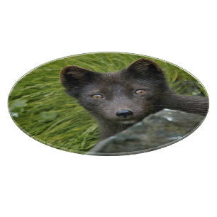 USA, Alaska, Pribilof Islands, St Paul. Blue Cutting Board