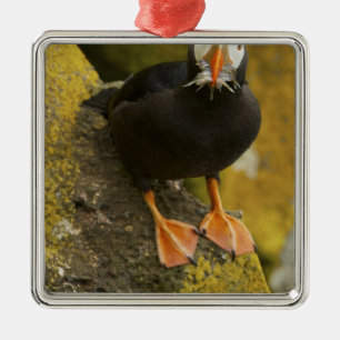 USA, Alaska, Pribilof Islands, St Paul. Tufted Metal Tree Decoration