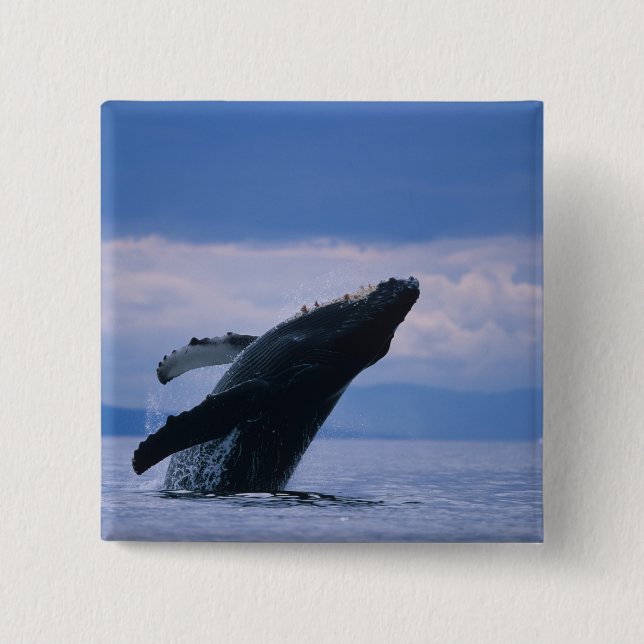 USA, Alaska, Tongass National Forest, Humpback 15 Cm Square Badge (Front)