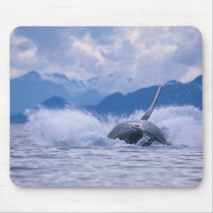 USA, Alaska, Tongass National Forest, Humpback Mouse Pad
