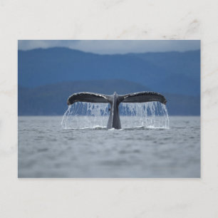 USA, Alaska, Tongass National Forest, Humpback Postcard