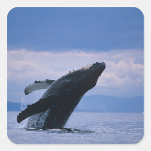 USA, Alaska, Tongass National Forest, Humpback Square Sticker