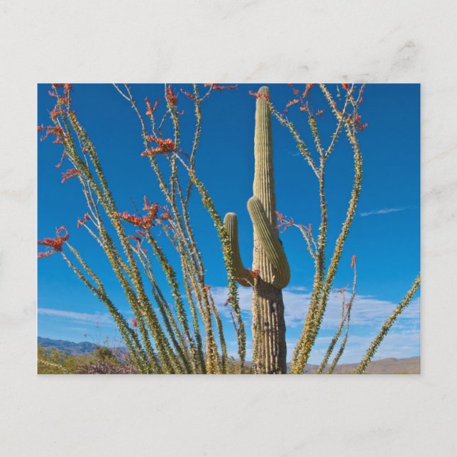 USA, Arizona. Cactus In Saguaro National Park Postcard (Front)