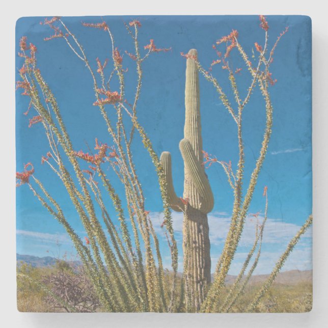 USA, Arizona. Cactus In Saguaro National Park Stone Coaster (Front)