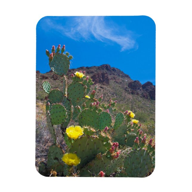 USA, Arizona. Cactus In The Hills Magnet (Vertical)
