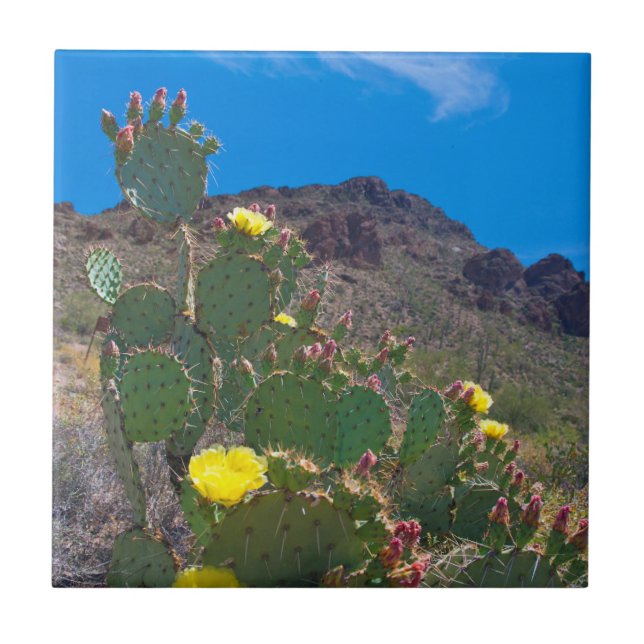 USA, Arizona. Cactus In The Hills Tile (Front)
